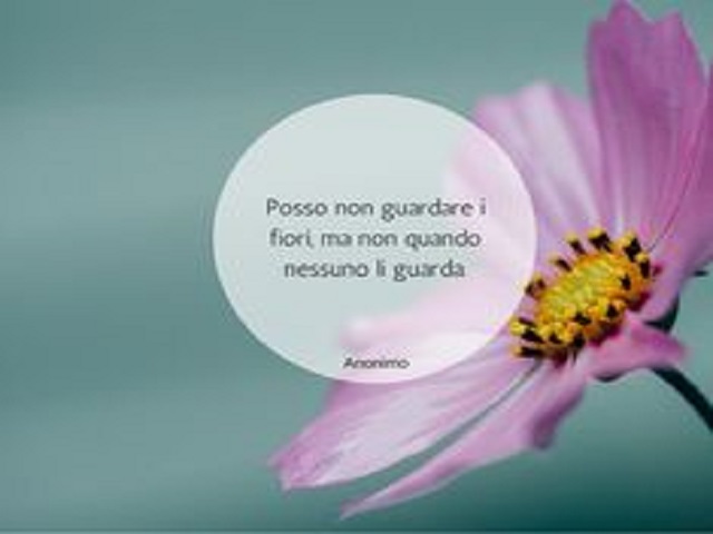 Posso non guardare i fiori, ma non quando nessuno li guarda.