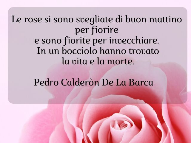 Le rose si sono svegliate di buon mattino per fiorire e sono fiorite per invecchiare. In un bocciolo hanno trovato la vita e la morte.(Pedro Calderòn De La Barca)