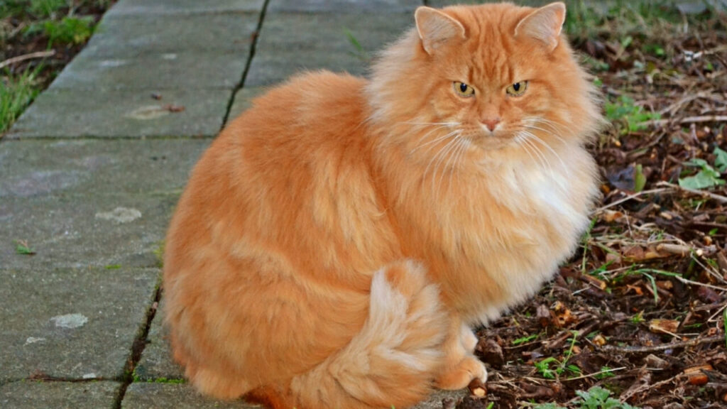 Credits: the  dutiful cat