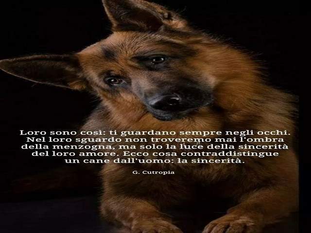 Loro sono così, ti guardano sempre negli occhi. Nel loro sguardo non troveremo mai l'ombra della menzogna, ma solo la luce della sincerità del loro amore. Ecco cosa contraddistingue un cane dall'uomo: la sincerità.G. Cutropia