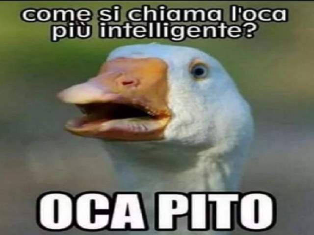Come si chiama l'oca più intelligente? Oca Pito,