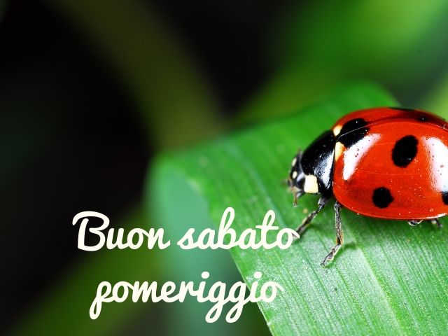 buon sabato pomeriggio