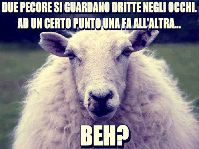 Due pecore si guardano dritte negli occhi. Ad un certo punto una fa all'altra....Beh?