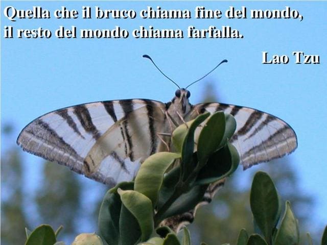 Quella che il bruco chiama fine del mondo, il resto del mondo chiama farfalla.(Lao Tzu)
