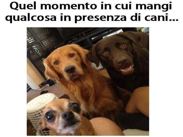 Quel momento in cui mangi qualcosa in presenza di cani...