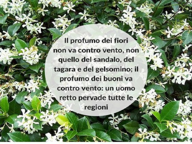 Il profumo dei fiori non va controvento, non quello del sandalo, del tagara e del gelsomino; il profumo dei buoni va controvento: un uomo retto pervade tutte le regioni.