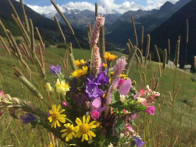 immagini di fiori montagna