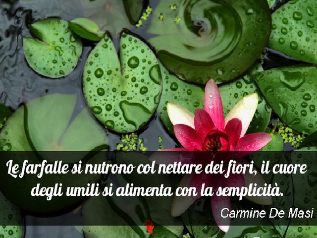 Le farfalle si nutrono col nettare dei fiori, il cuore degli umili si alimenta con la semplicità. (Carmine De Masi)