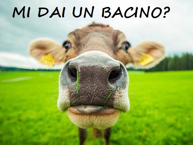 Mi dai un bacino?