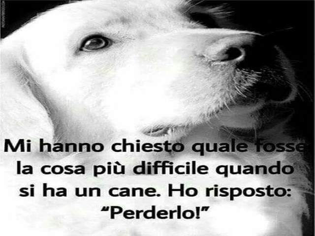 Mi hanno chiesto quale fosse la cosa più difficile quando si prende un cane. Ho risposto: "Perderlo!"