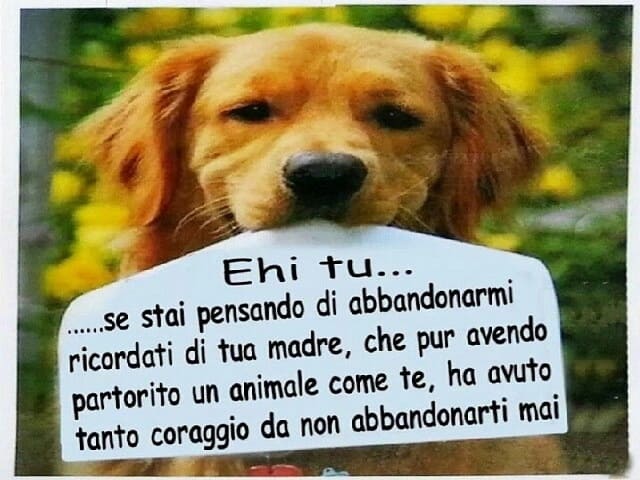 Ehi tu... se stai pensando di abbandonarmi ricordati di tua madre, che pur avendo partorito un animale come te, ha avuto tanto coraggio da non abbandonarti mai.