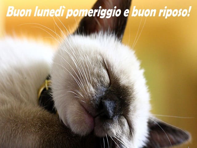Buon lunedì pomeriggio e buon riposo!