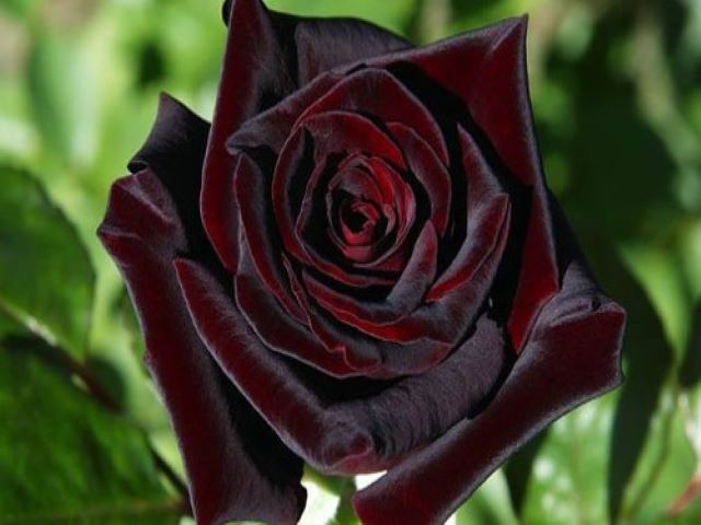 immagini rose nere