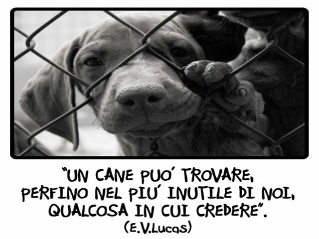 Un cane può trovare perfino nel più inutile di noi, qualcosa in cui credere. (E.V.Lucas)