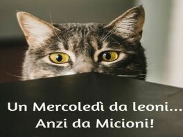 Un mercoledì da leoni... anzi da micioni!
