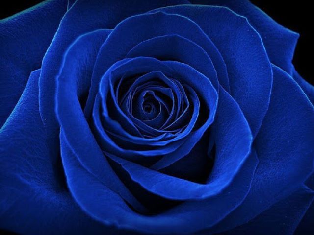 frasi sulle rose blu
