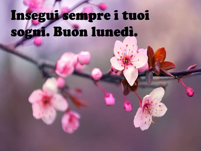 Insegui sempre i tuoi sogni. Buon lunedì.