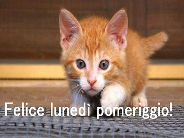 Felice lunedì pomeriggio!