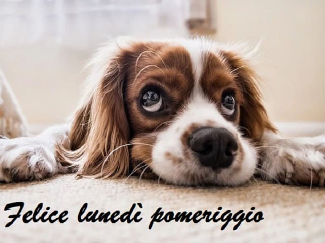 Felice lunedì pomeriggio.