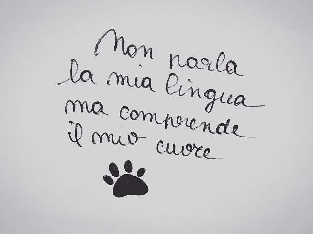 Non parla la mia lingua, ma comprende il mio cuore.