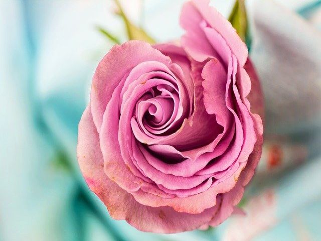 immagini delle rose