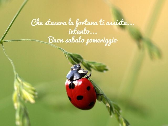 Che stasera la fortuna ti assista...intanto... Buon sabato pomeriggio.