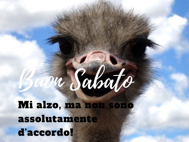 Buon sabato. Mi alzo, ma non sono assolutamente d'accordo!