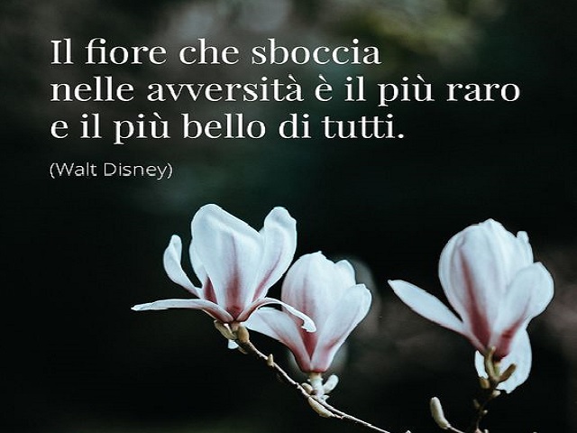 Il fiore che sboccia nelle avversità è il più raro e il più bello di tutti. (Mulan-Walt Disney)