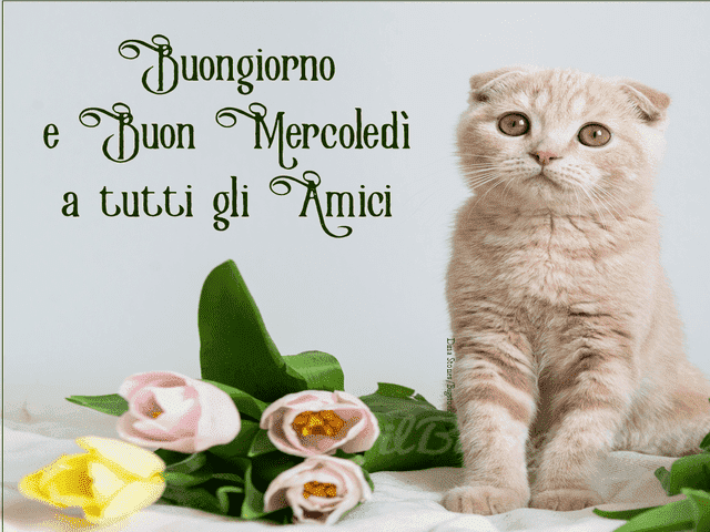 Buongiorno e buon mercoledì a tutti gli amici