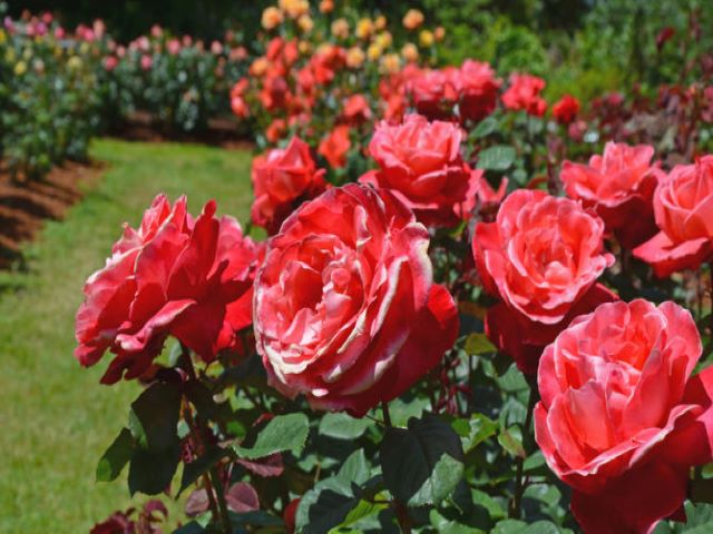 immagini di rose colorate