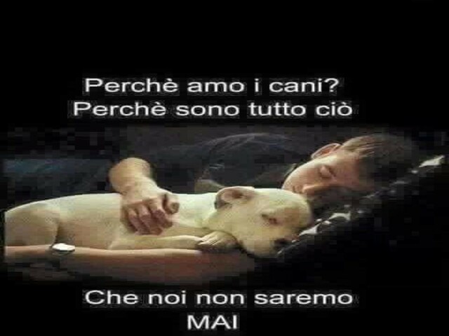 Perché amo i cani? Perché sono tutto ciò che non saremo mai!