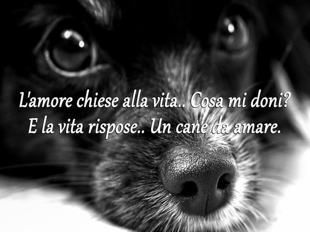 L'amore chiede alla vita...cosa mi doni? E la vita rispose...un cane da amare.