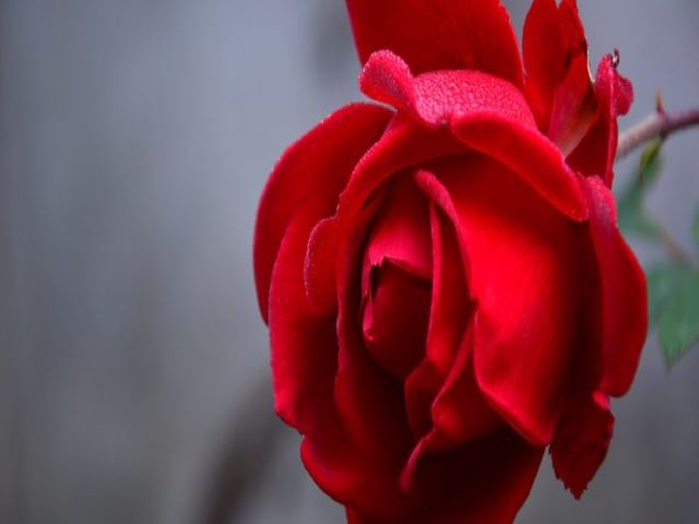 immagini rose rosse