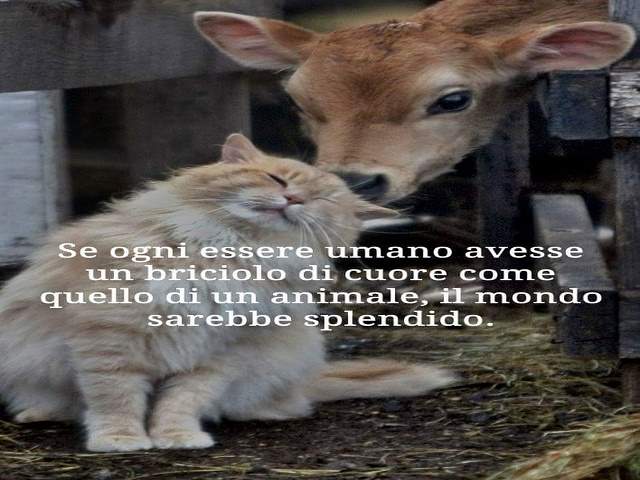 Se ogni essere umano avesse un briciolo di cuore come quello di un animale, il mondo sarebbe splendido.