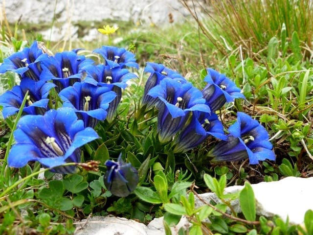 fiori di montagna