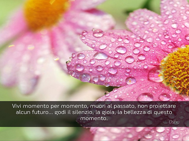 Vivi momento per momento, muori al passato, non proiettare alcun futuro...godi il silenzio, la gioia, la bellezza di questo momento.