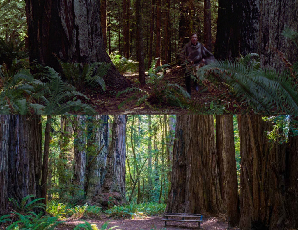 Le bellissime sequoie secolari dei boschi della California