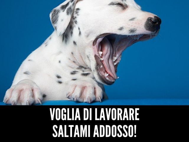 Voglia di lavorare saltami addosso!