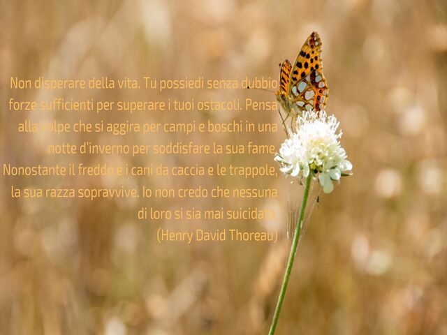 Non disperare della vita. Tu possiedi senza dubbio forze sufficienti per superare i tuoi ostacoli. Pensa alla volpe che si aggira per campi e boschi in una notte d’inverno per soddisfare la sua fame. Nonostante il freddo e i cani da caccia e le trappole, 
