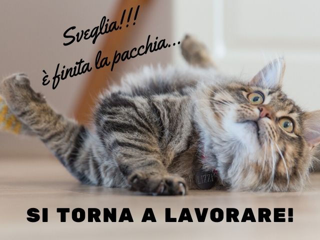 Sveglia!!! È finita la pacchia... si torna a lavorare!
