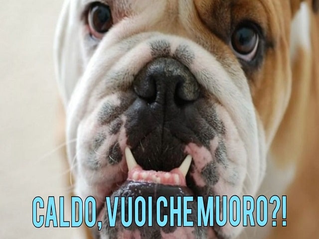 Caldo, vuoi che muoro?