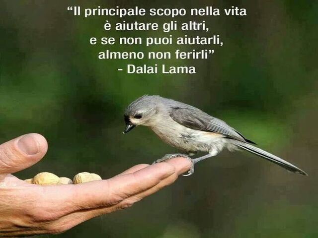 Il principale scopo nella vita è quello di aiutare gli altri. E se non possiamo aiutarli, almeno non ferirli. (Dalai Lama)