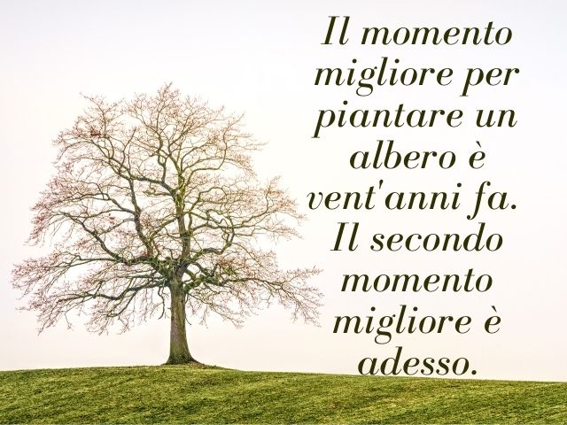 Il momento migliore per piantare un albero è vent'anni fa. Il secondo momento migliore è adesso.(Confucio)