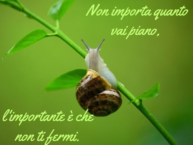 Non importa quanto vai piano, l'importante è che non ti fermi.(Confucio)