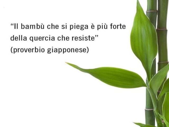 Il bambù che si piega è più forte della quercia che resiste. ( Proverbio giapponese)