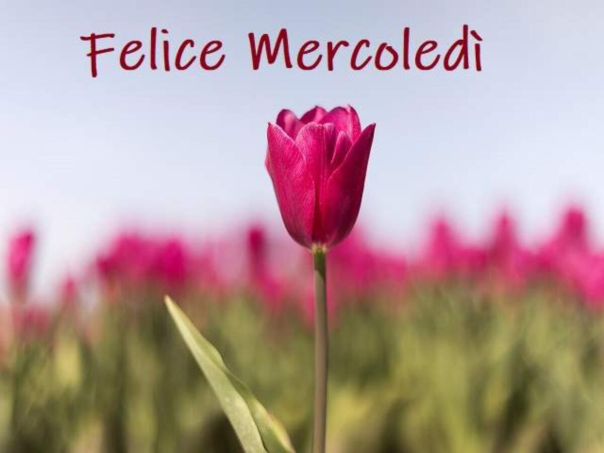 Buon mercoledì: 106 immagini per augurare un sereno mercoledì - 
