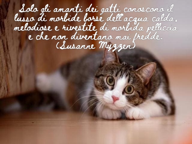Solo gli amanti dei gatti conoscono il lusso di morbide borse dell'acqua calda, melodiose e rivestite di morbida pelliccia e che non diventano mai fredde.(Susanne Myzzen)