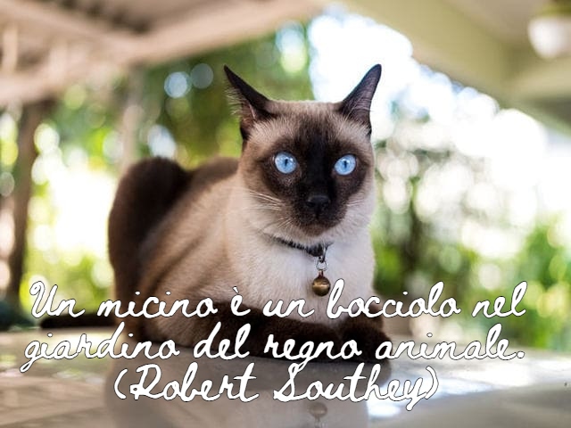 Un micino è un bocciolo nel giardino del regno animale.(Robert Southey)