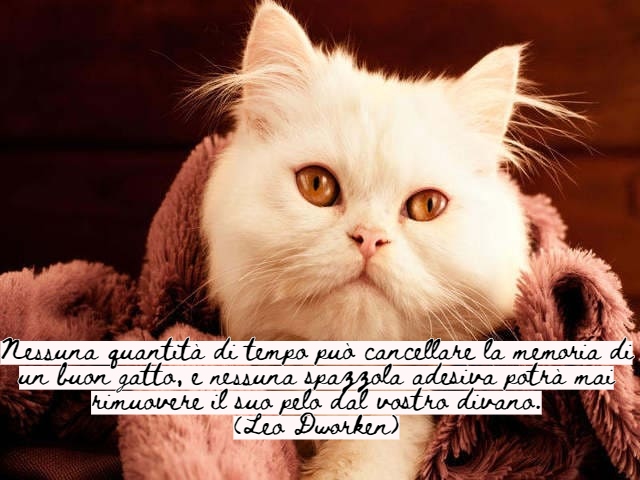 Nessuna quantità di tempo può cancellare la memoria di un buon gatto, e nessuna spazzola adesiva potrà mai rimuovere il suo pelo dal vostro divano.(Leo Dworken)