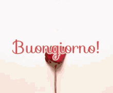 Buongiorno